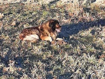Poszukiwany właściciel. Na zdjęciu duży pies maści brązowo/czarnej. Psa znaleziono przy ul. Kochanowskiego w Tychowie.