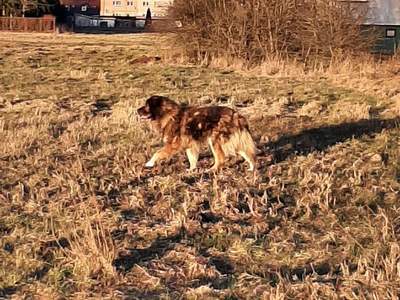 Poszukiwany właściciel. Na zdjęciu duży pies maści brązowo/czarnej. Psa znaleziono przy ul. Kochanowskiego w Tychowie.