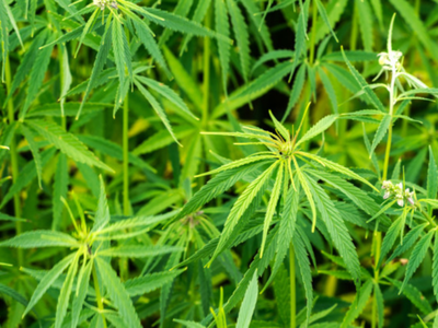 Grafika przedstawia zdjęcie konopi włóknistych