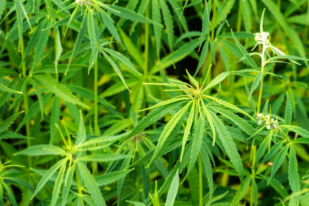 Grafika przedstawia zdjęcie konopi włóknistych