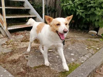 Na zdjęciu znaleziony pies. Biały w rudo/brązowe plamy.