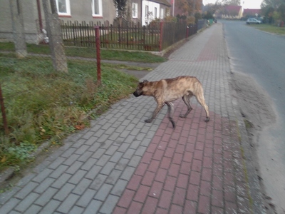 Na zdjęciu pies znajdujący się w miejscowości Sadkowo.
