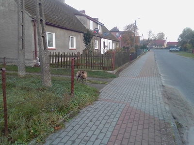 Na zdjęciu  błąkający się pies w miejscowości Sadkowo. 