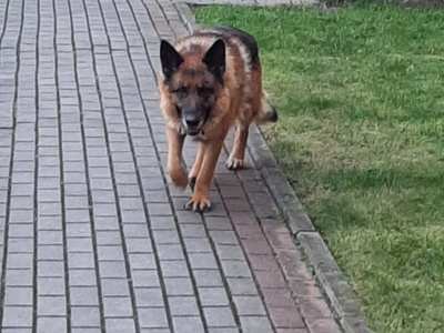 Poszukiwany właściciel psa ze zdjęcia. Pies w typie owczarka.