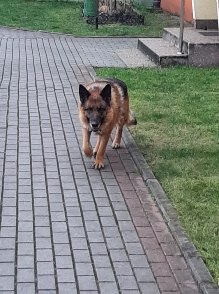 Poszukiwany właściciel psa ze zdjęcia. Pies w typie owczarka.