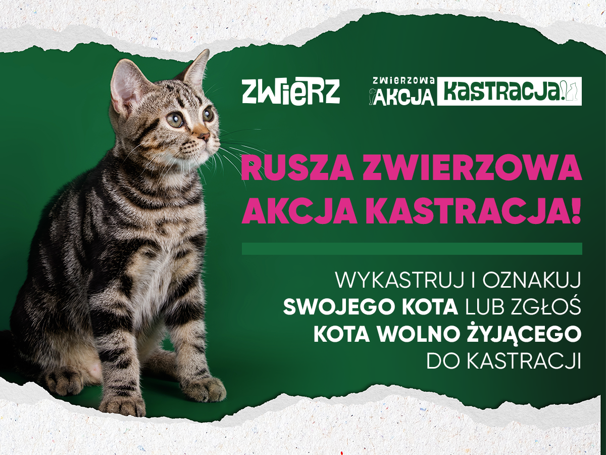 plakat promujący akcję kastracji kotów wolnożyjących i właścicielskich w Gminie Tychowo w 2024 roku.