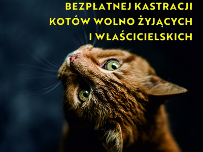 NA ZDJĘCIU PLAKAT INFORMUJĄCY O DRUGIEJ AKCJI KASTRACJI KOTÓW WOLNO ŻYJĄCYCH ORAZ WŁAŚCICIELSKICH W GMINIE TYCHOWO