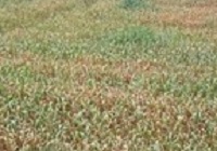 Zdjęcie pola - zboże