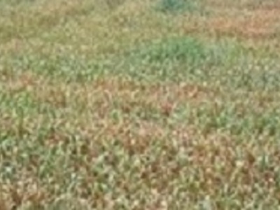 Zdjęcie pola - zboże