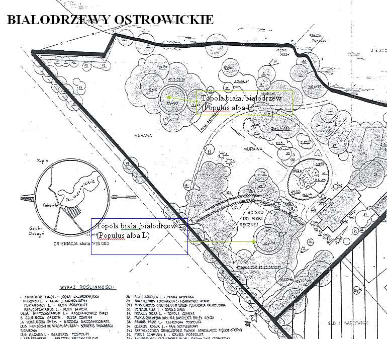 Białodrzewy Ostrowickie