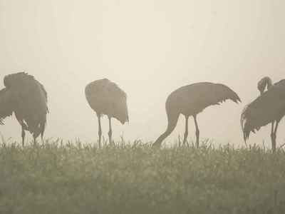 Flora i fauna