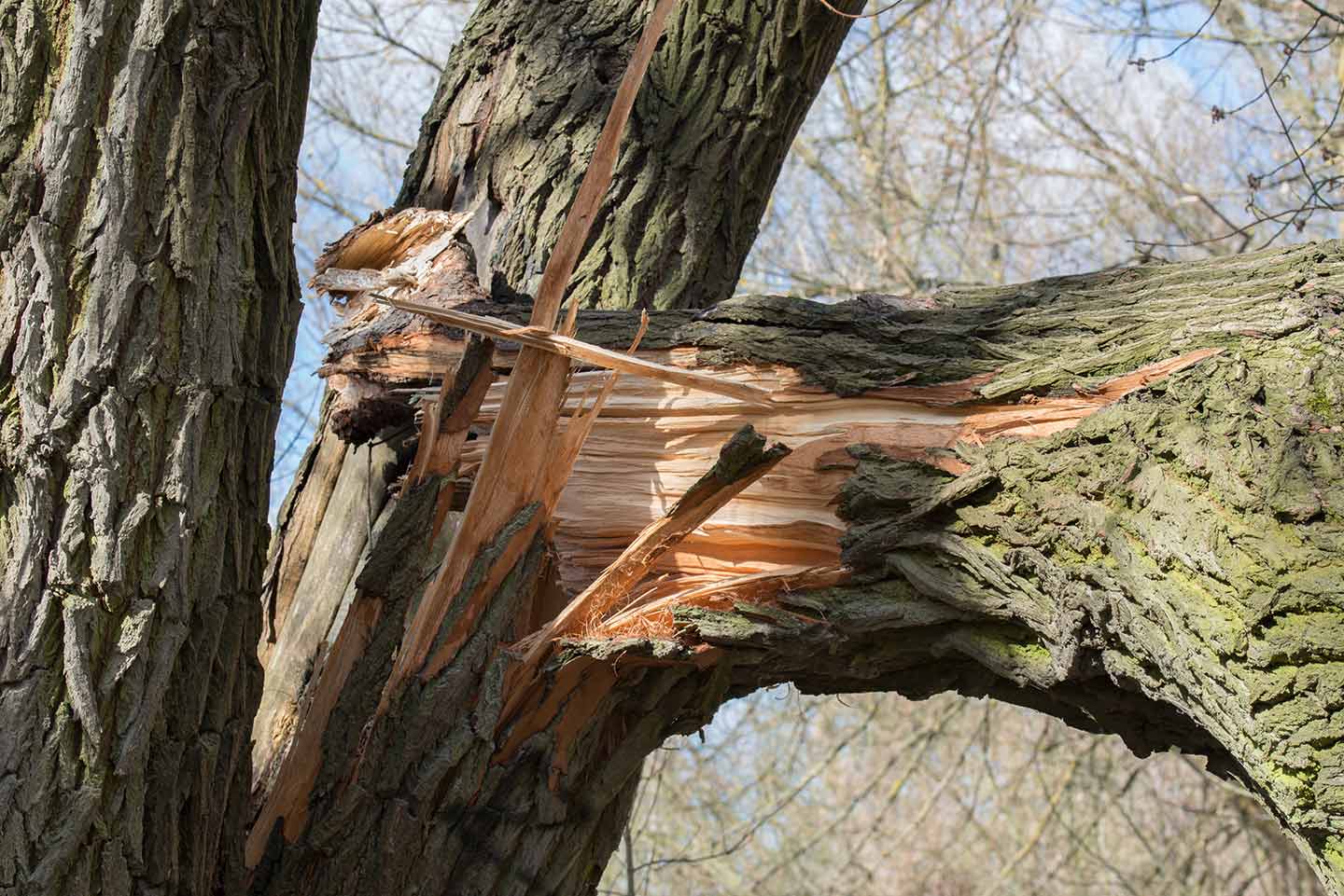 Drewno za uprzątnięcie połamanych konarów