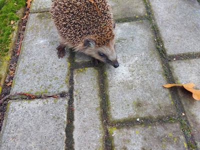Filip Wagner III miejsce w konkursie fotograficznym Tropiciele przyrody temat Flora i fauna-Gość