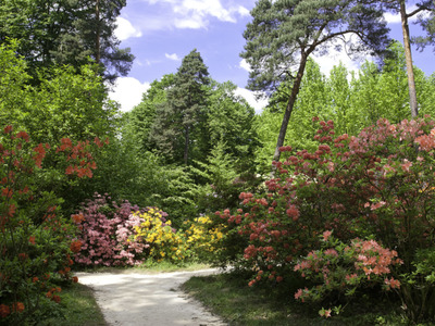Arboretum SGGW w Rogowie