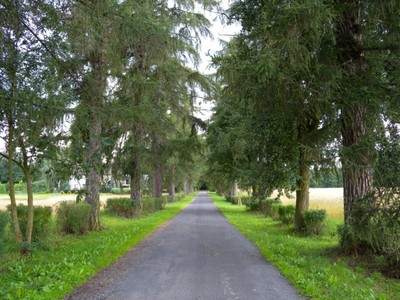 Aleja modrzewiowa