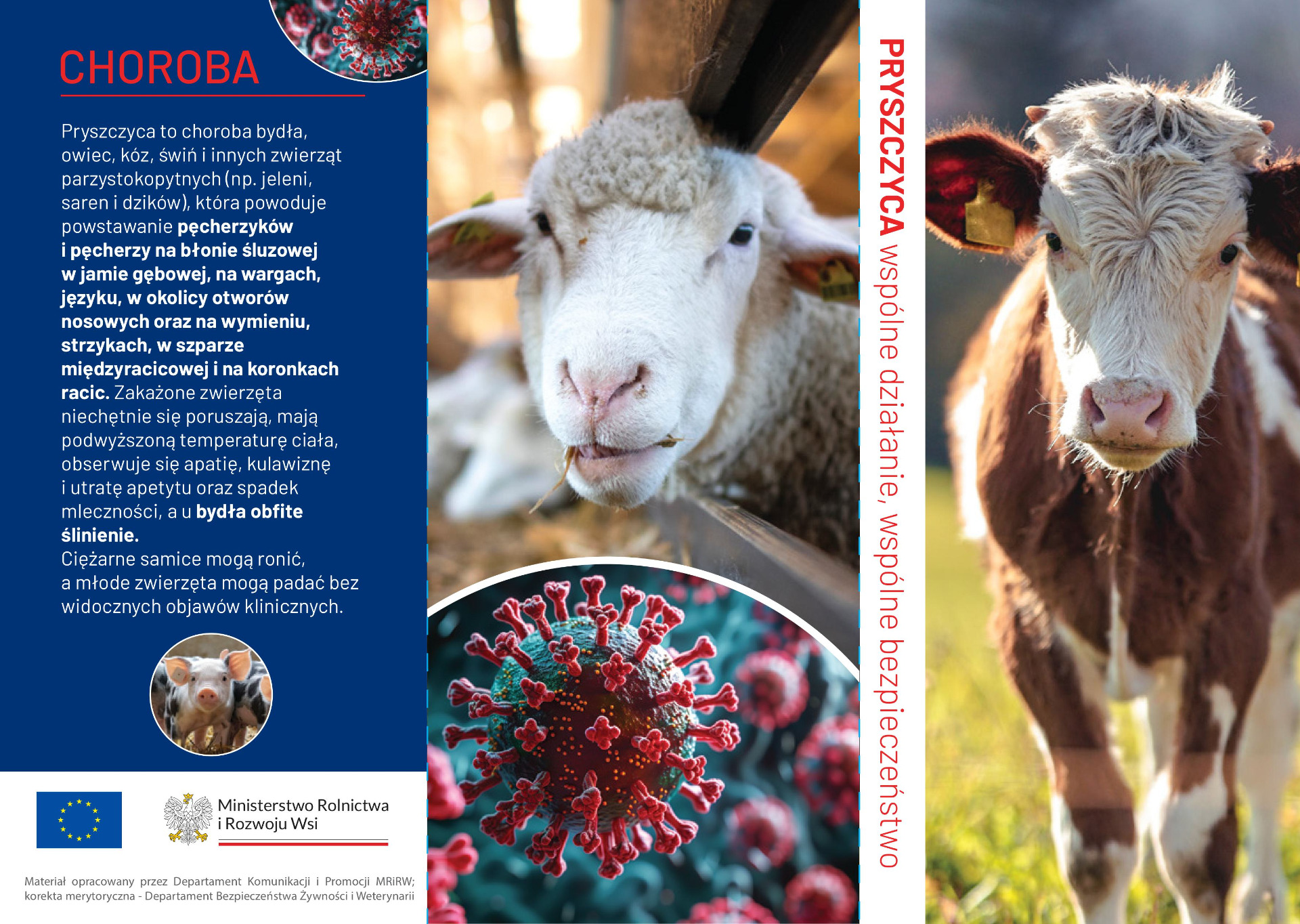 Ulotka informacyjna o pryszczycy