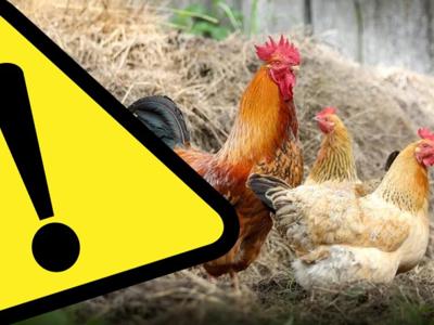 ptasia grypa plakat ostrzeżenie