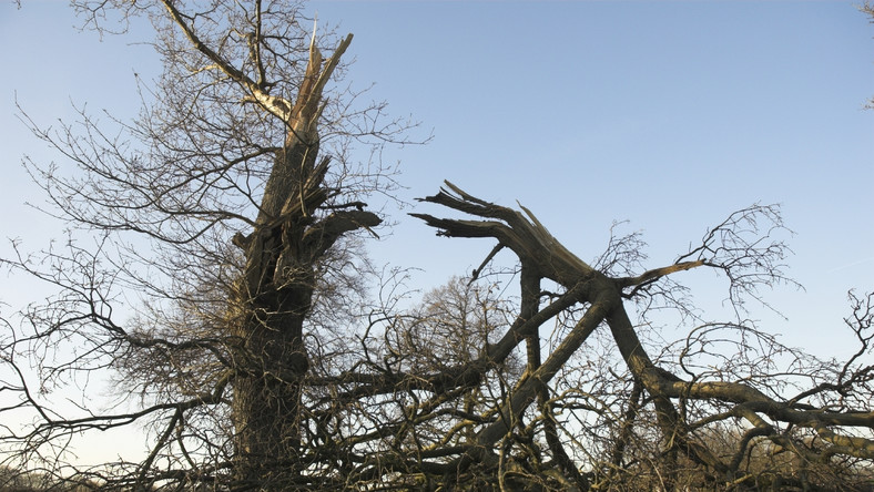 zdjęcie połamane drzewo