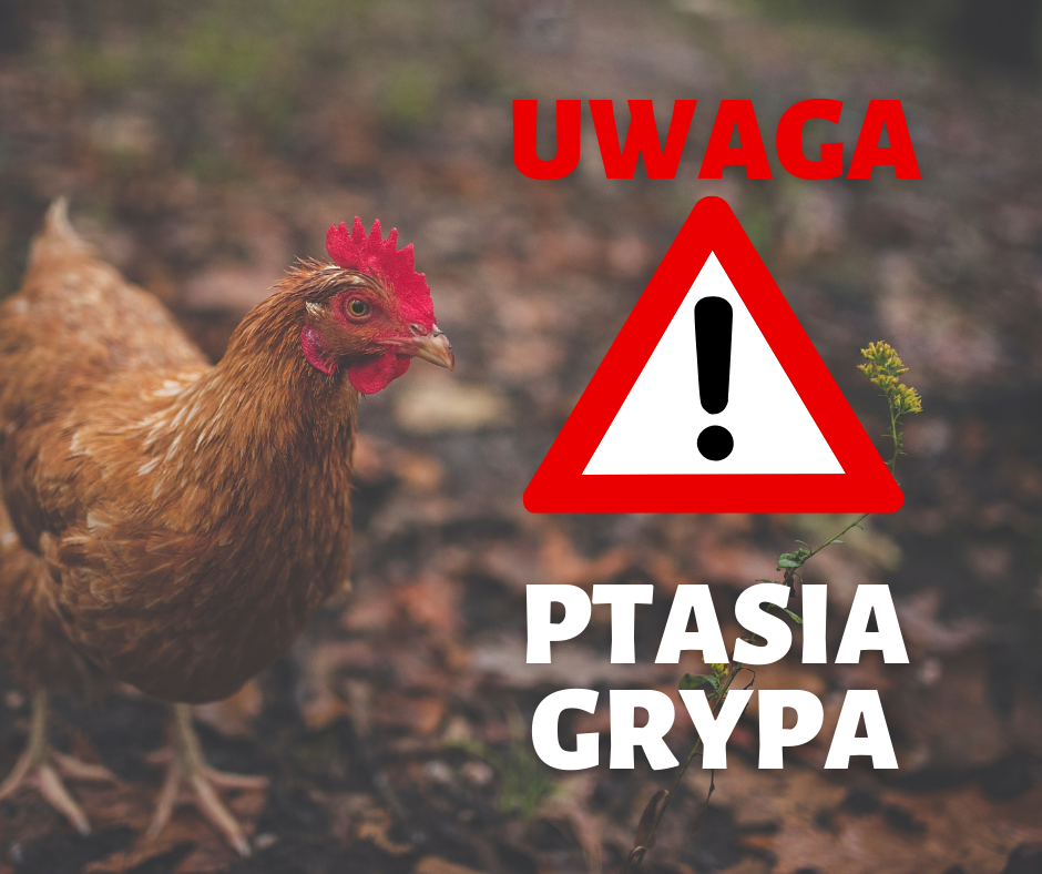 grafika