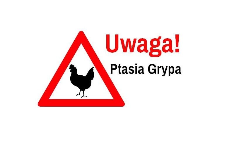 grafika