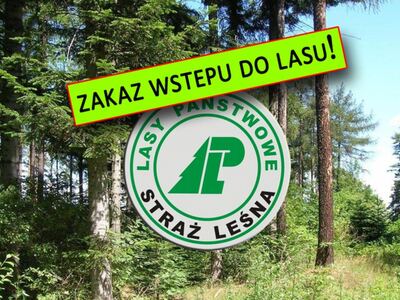 Grafika