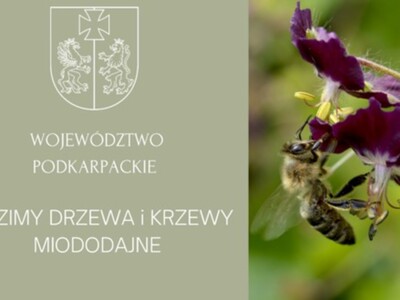Sadzimy drzewa i krzewy miododajne