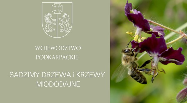 Sadzimy drzewa i krzewy miododajne