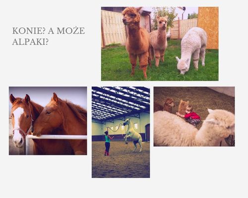 konie alpaki [500x400]