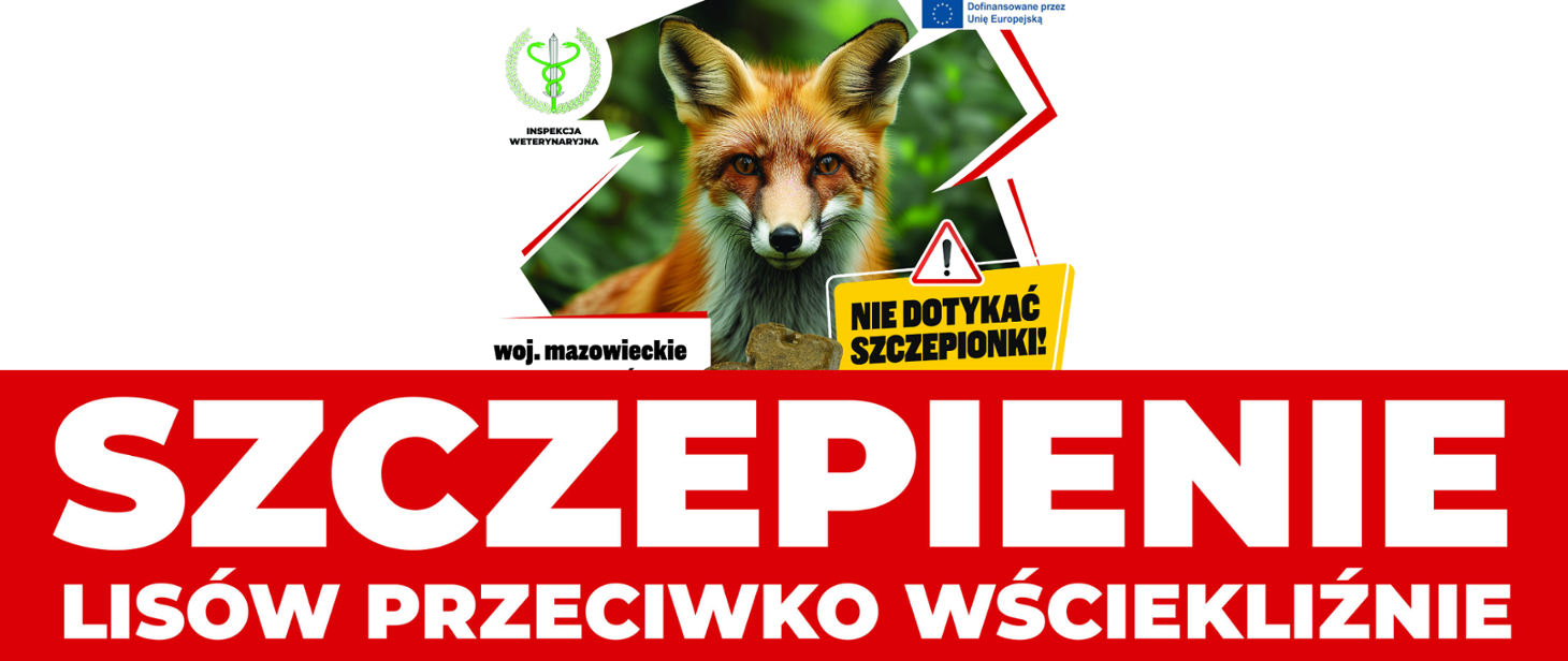 szczepienie lisów grafika