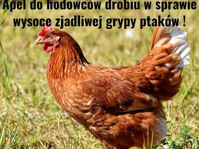 Kura chodząca po trawie
