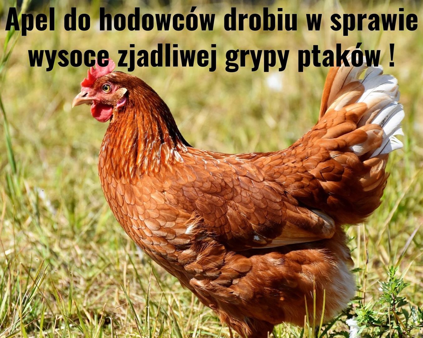 Kura chodząca po trawie 