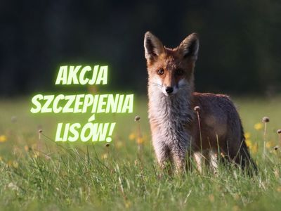 na zdjęciu lis i napis Akcja szczepienia lisów