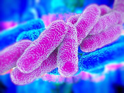 Bakteria Legionella
