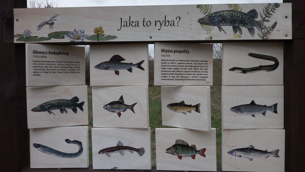 tablica informacyjna dotycząca gatunków ryb