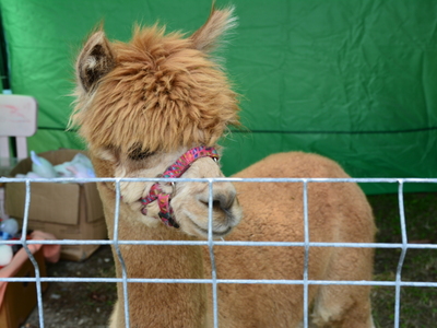 Dożynki Gminy Ostrów Mazowiecka 2021
