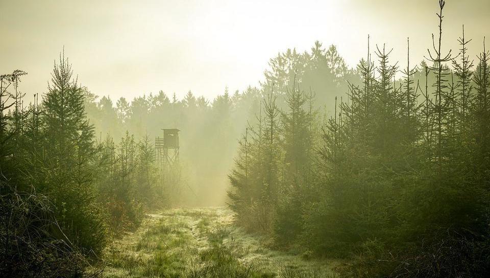 Zasady cechowania pozyskanego drewna